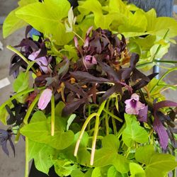 Outside Arizona Plant 