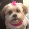 LOLA