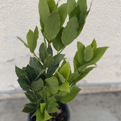 Laurus Bay Leaf Plant, In 1 Gallón Pot Pick Up Only