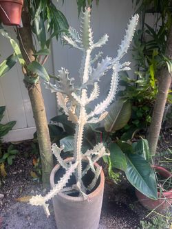 Ghost Cactus