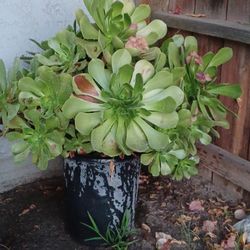 Aeonium Succulent Plant 