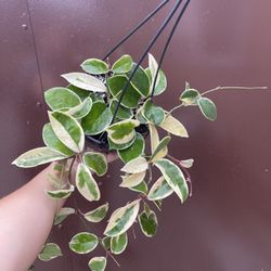 6” Hoya Queen