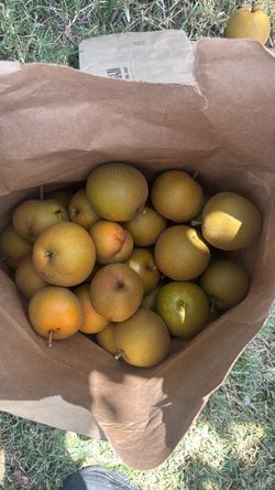 Apple pears