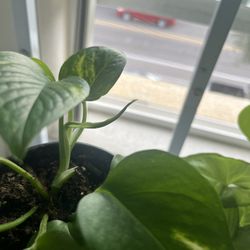 Indoor Plant