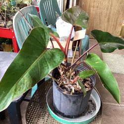 Emerald Philodendron Plant 