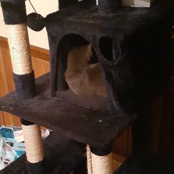 Cat Tree Royal Blue