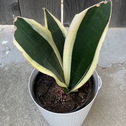 Snake Plant Sansevieria Golden Yellow and Green House Plant in Decorative White Pot  Cash only  
