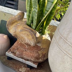 Snake Plant In Pot 2”ft 