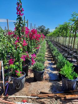 Bougainvillea Stake 15gallon