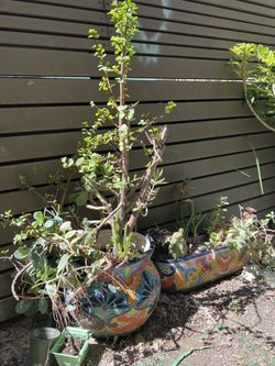 Set Of Beautiful Plants