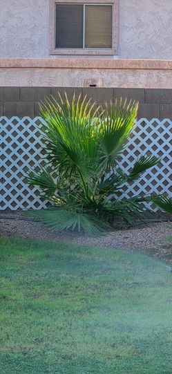 Healthy Young Mexican Fan Palm Tree - Dig Your Own