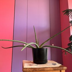 Aloe Vera~ Live Plant