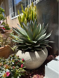 Potted succulents. Various sizes, estate planters in pairs, small to large, lemon, rose tree