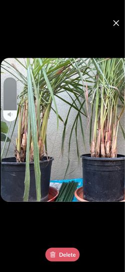 Lemon Grass (Tanglad in Philippines)