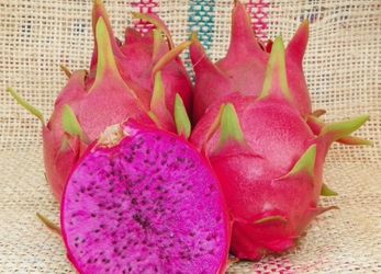 Dragon fruit purple haze plant