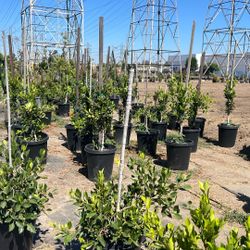Ficus