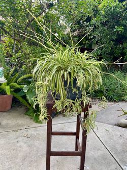 Large variegated spider plant