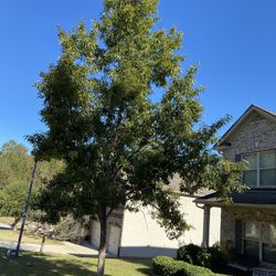 Small Trees ,Bushes, And Leaves Removed