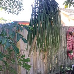 8ft Tall Ponytail Palm