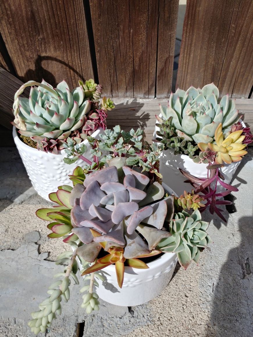 Succulent Arrangement Sale! This week only