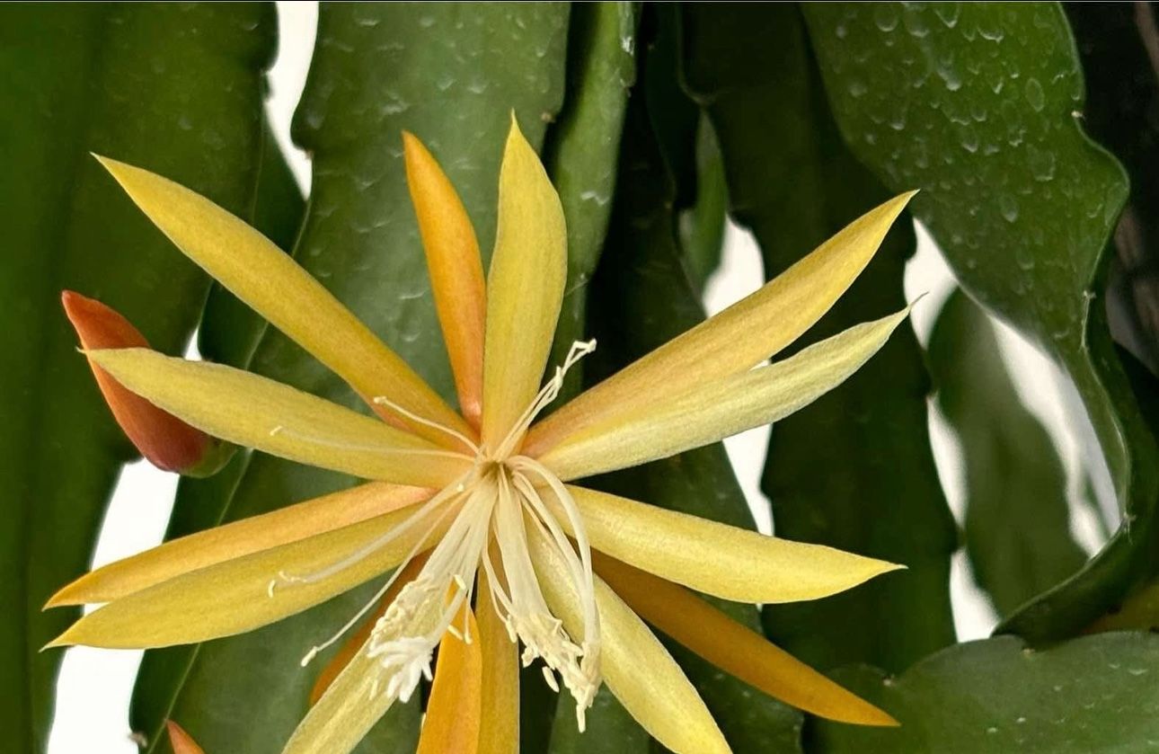 Epiphyllum Orchid