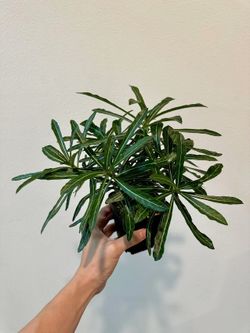 Rare Mutant Desert Rose Adenium Unusual Twisted Leaves