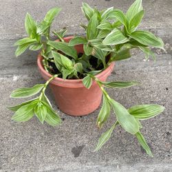 Trandescantia