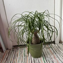 Ponny Tail “I Dont Reply To Hi Is This Still Available! Read Description ⤵️