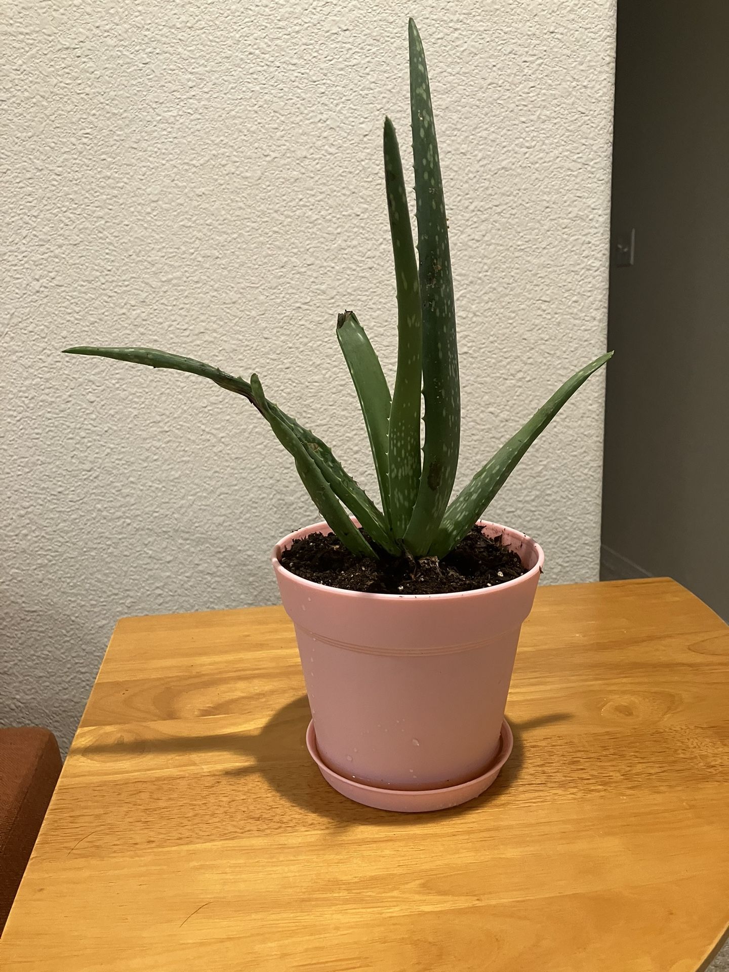 Aloe Vera Mess Free Easy Pot