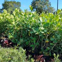 Clusia Hedges On Sale Now $23