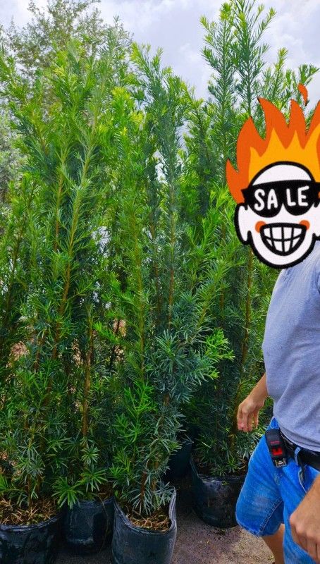 podocarpus over 7 feet tall Instant Privacy Hedge For Fence Green Full Ready for planting