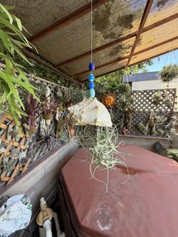 Hanging Sea Shell With Airplants