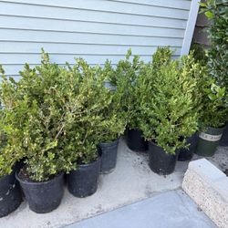Boxwood