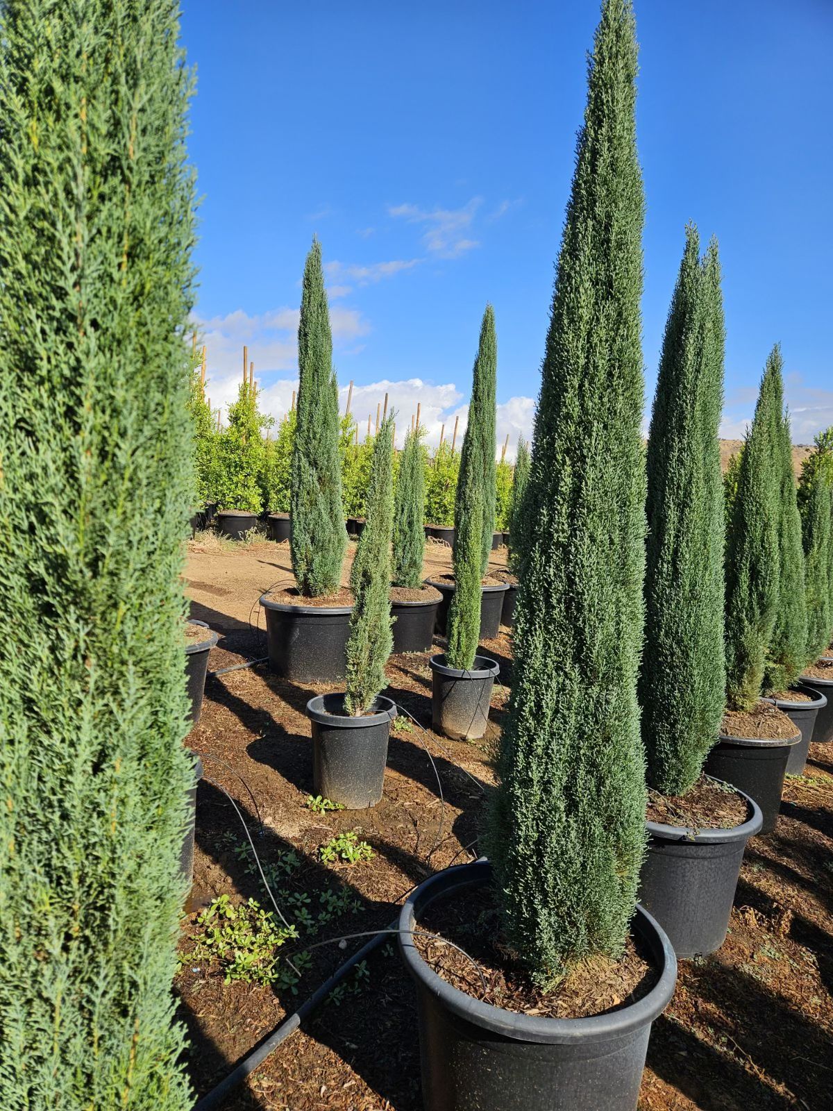 25g Tiny Tower Italian Cypress