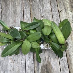 Phalaenopsis Orchid Plants 