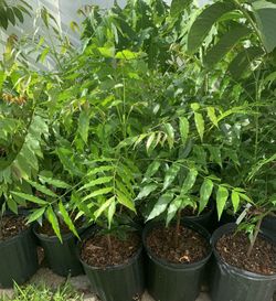 Neem tree With Flower(Azadirachta indica) 3 galon pot