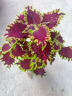 Oxford Street Coleus Outdoor Plant