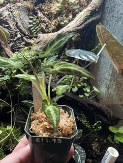 Syngonium Rayii Terrarium Exoterra Bioactive Terrarium Plants Springtails Isopods Reptile Enclosure