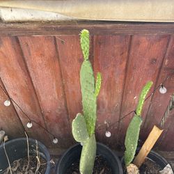 Prickly Pear