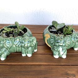 Succulents Plants For Sale🪴Potted In Cute New Elephant Planter🪴  $15.00 Each 🪴 