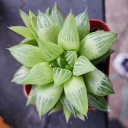 PLANT SALE SATURDAY NOON TIL 4PM SAN LORENZO  SKYLINE SUCCULENTS  SEE U SATURDAY