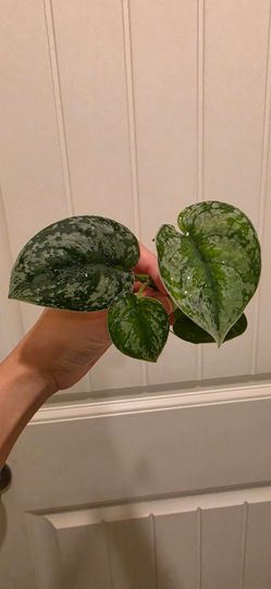 Scindapsus pictus exotica
