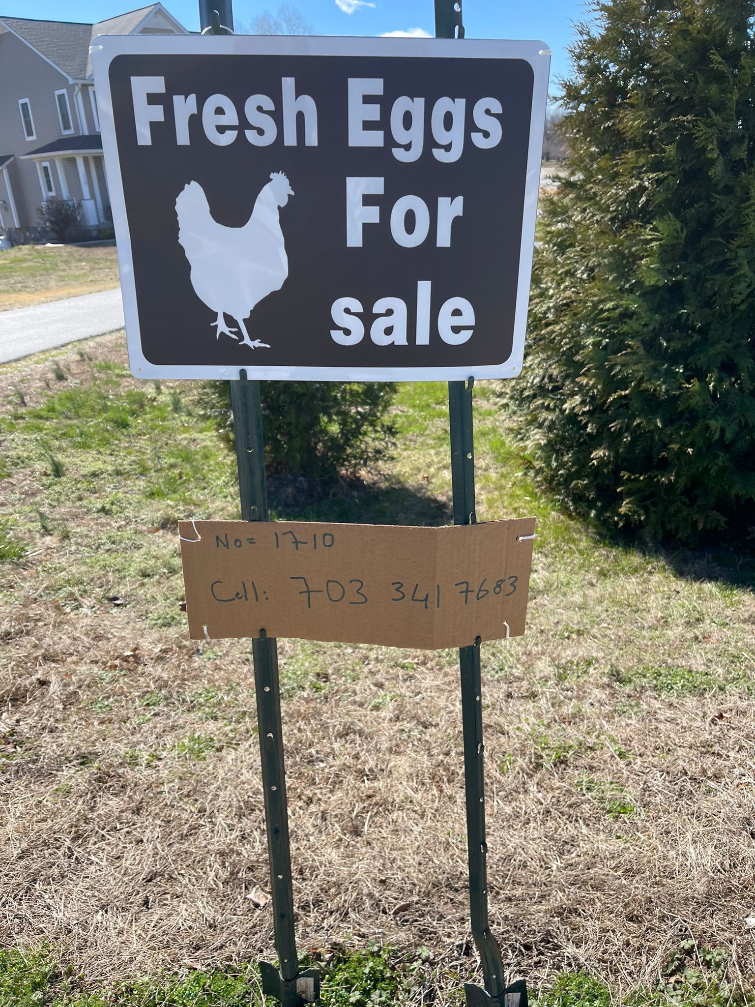 FRESH EGGS 4 SALE