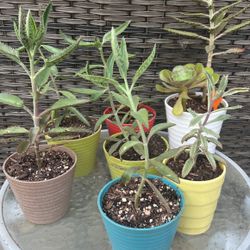 Kalonchoe / Aloe Vera Succulent 