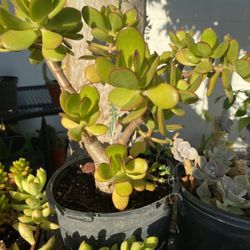 Planta de jade