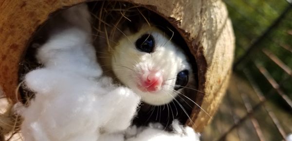 Sugar Glider For Sale - petfinder