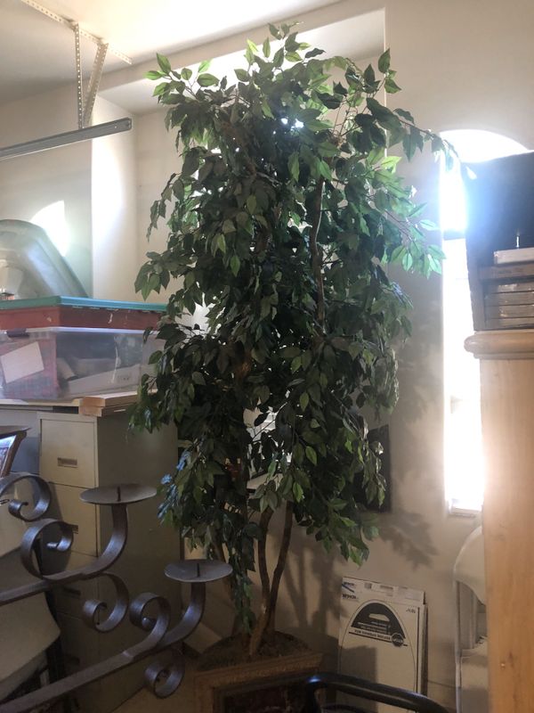 10' silk tree. Excellent condition. for Sale in Scottsdale ...