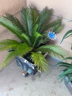 Sago palm
