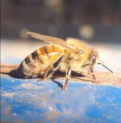 Save the BEES