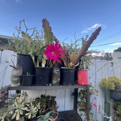 Orquídea Cactus 